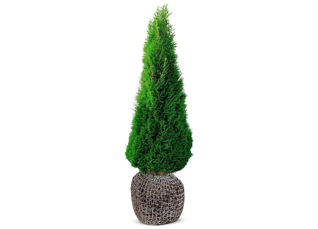 Lebensbaum Thuja occidentalis Smaragd Heckenpflanze 180-200cm für 39,99€ in Thomas Philipps