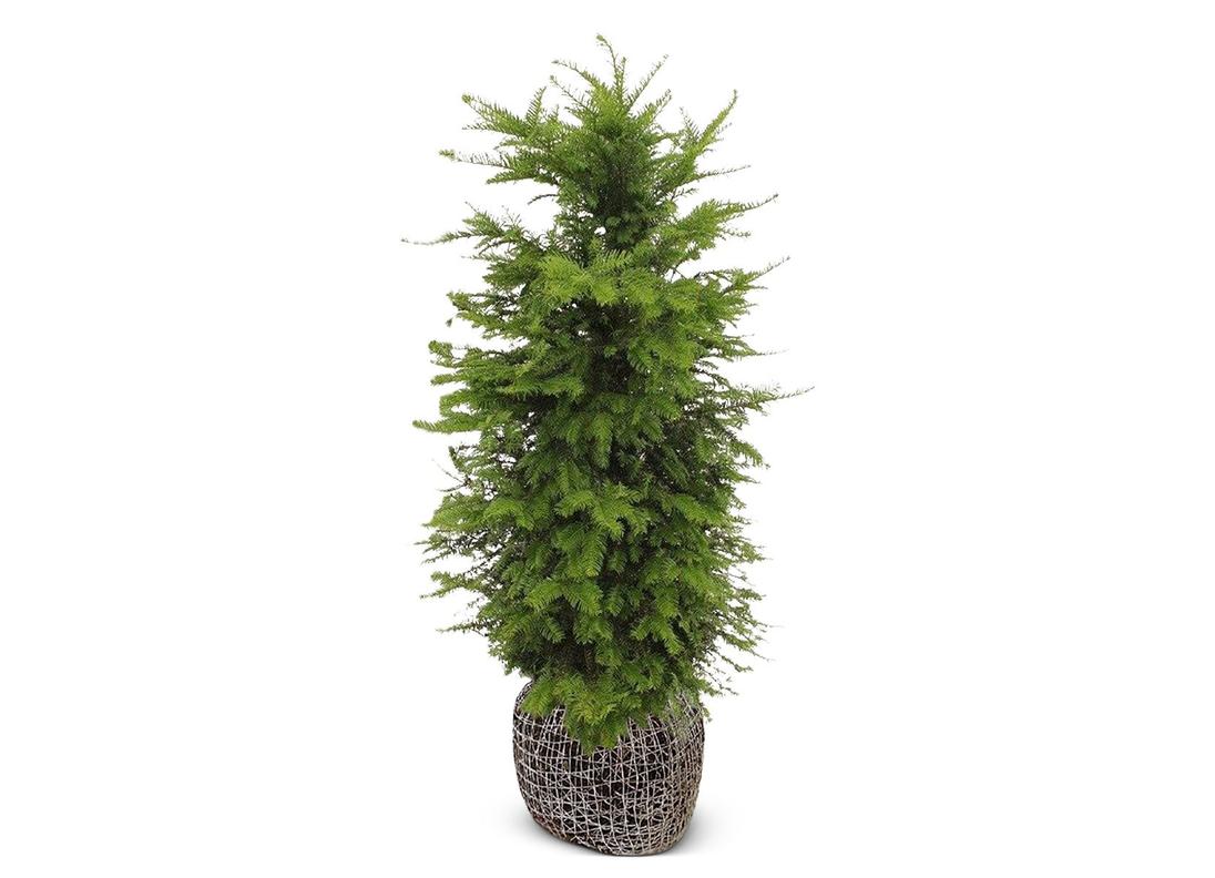Europäische Eibe Taxus baccata Heckenpflanze 120-140cm für 29,99€ in Thomas Philipps