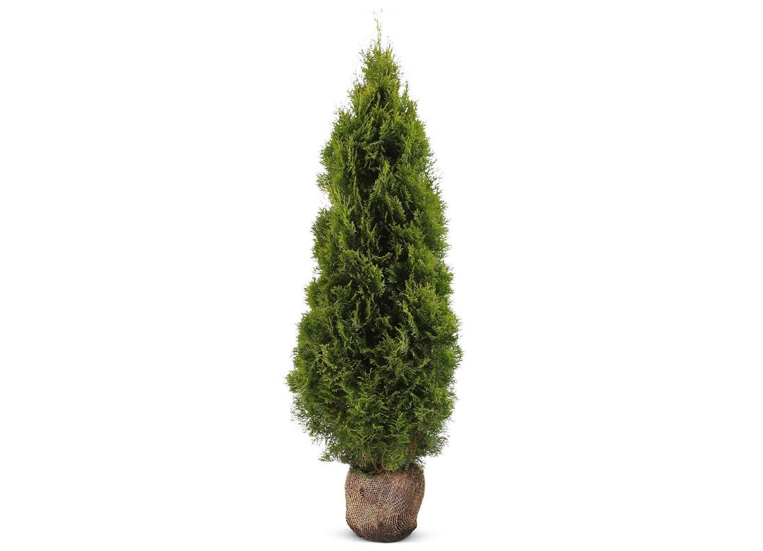 Lebensbaum Thuja occidentalis Smaragd Heckenpflanze 160-180cm für 29,99€ in Thomas Philipps