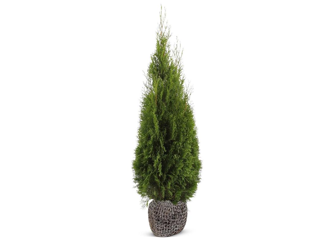 Lebensbaum Thuja occidentalis Smaragd Heckenpflanze 140-160cm für 22,22€ in Thomas Philipps