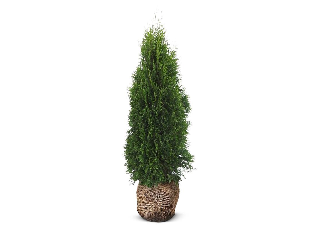 Lebensbaum Thuja occidentalis Smaragd Heckenpflanze 120-140cm für 19,99€ in Thomas Philipps