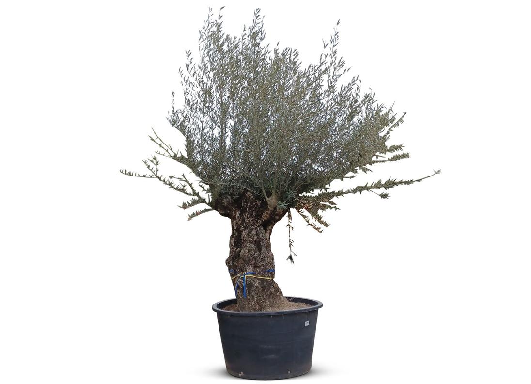 Olivenbaum Olea europea Bonsai 200-240cm für 699€ in Thomas Philipps