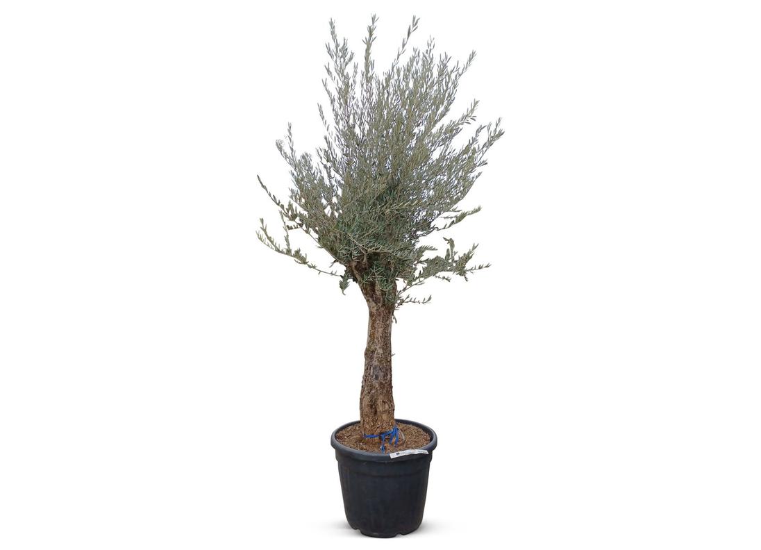 Olivenbaum Olea europea Old Skin 200-240cm für 599€ in Thomas Philipps