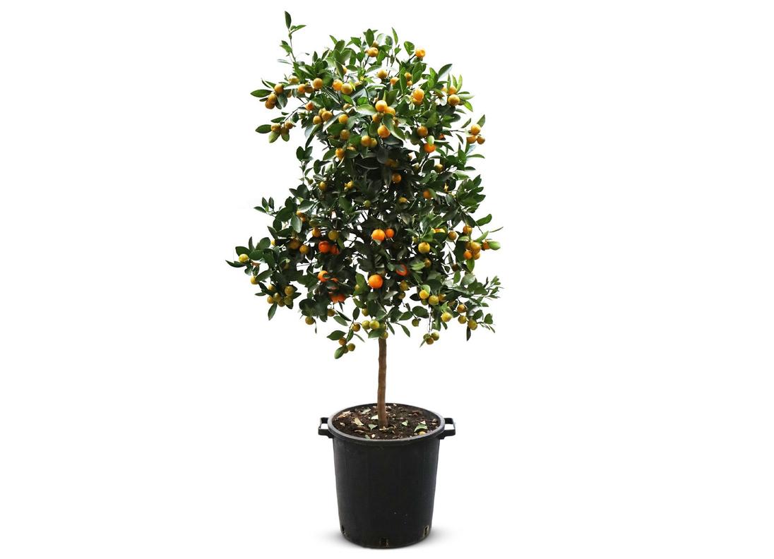 Calamondinbaum Citrus mitis Calamondin 140-160cm für 279€ in Thomas Philipps