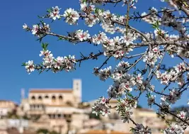 4 Sterne Mallorca Mandelblüte - Hotel Bordoy Cosmopolitan für 749€ in REWE Reisen